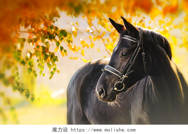 黑骏马在秋天的肖像
